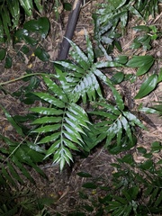 Leptochilus ellipticus