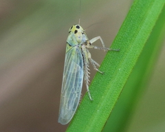 Cicadula