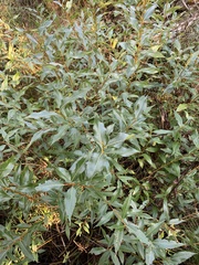 Salix lucida