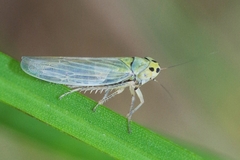 Cicadula