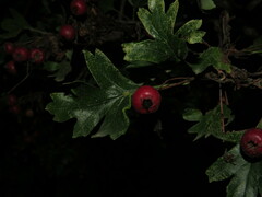 Crataegus