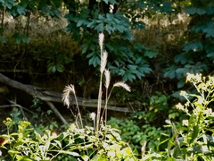 Elymus canadensis