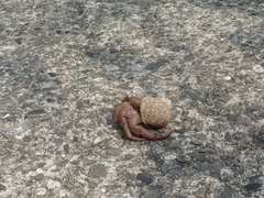 Coenobita brevimanus