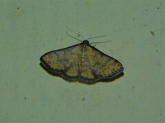 Spilomelinae
