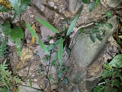 Cryptolepis sinensis
