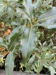 Salix lucida