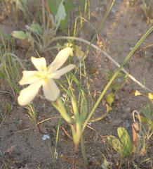 Moraea miniata
