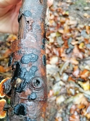 Biscogniauxia nummularia