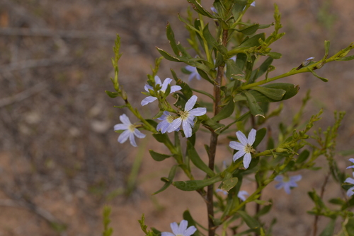 Scaevola porocarya, 2022-07-17