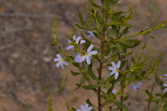 Scaevola porocarya