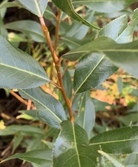 Salix lucida