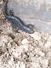 Ichthyosaura alpestris