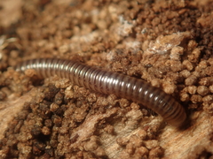 Cylindroiulus caeruleocinctus