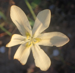 Moraea miniata