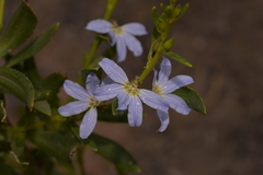 Scaevola porocarya