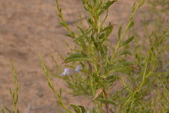 Scaevola porocarya