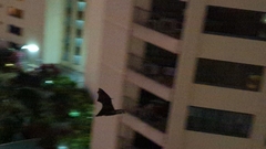 Pteropus conspicillatus