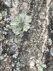 Flavopunctelia soredica