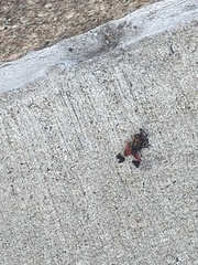 Lycorma delicatula