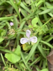 Murdannia loriformis