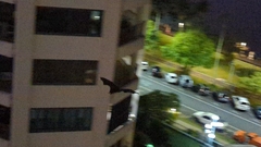 Pteropus conspicillatus