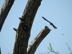 Tachycineta leucorrhoa