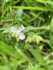 Murdannia loriformis