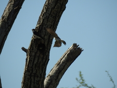 Tachycineta leucorrhoa
