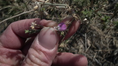 Justicia divaricata