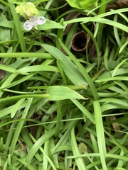 Murdannia loriformis