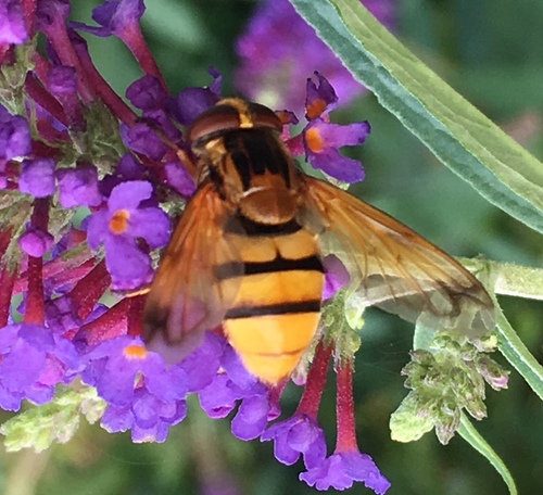 Lesser Hornet Hoverfly photo 3