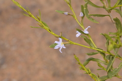 Scaevola porocarya