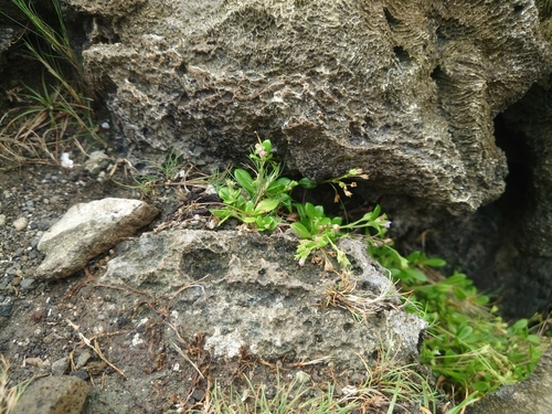 Hedyotis strigulosa iNat (3)