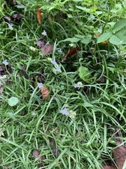 Murdannia loriformis