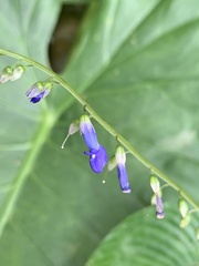 Rhynchoglossum obliquum