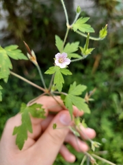Geranium bicknellii
