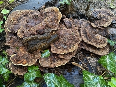 Inonotus cuticularis