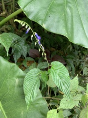 Rhynchoglossum obliquum