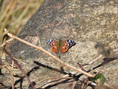 Vanessa braziliensis