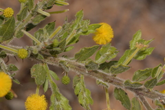 Acacia idiomorpha