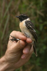Saxicola stejnegeri