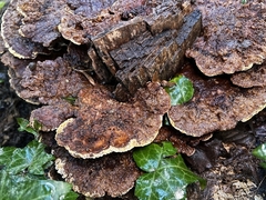 Inonotus cuticularis