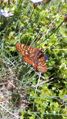 Euphydryas aurinia