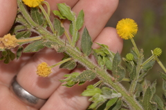 Acacia idiomorpha