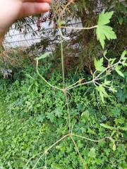 Geranium bicknellii