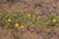 Acacia idiomorpha