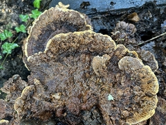 Inonotus cuticularis