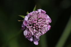 Scabiosa lucida