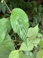 Rhynchoglossum obliquum