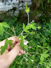 Geranium bicknellii